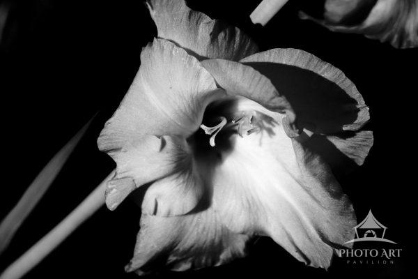 Black and white accentuates the subtle nuances of this summer bloom