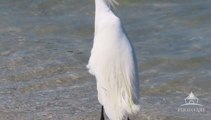 Great egret wading in the clear waters of a beach in Melbourne, Florida. The gentle sea breeze