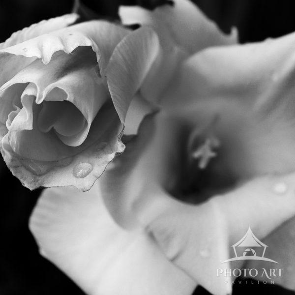 Photo study of a gladiola in bloom