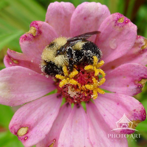 Keeping busy causes bumblebee sleeping