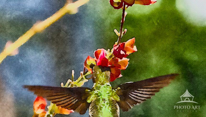 Hummingbird delights in a Red Salvia bloom