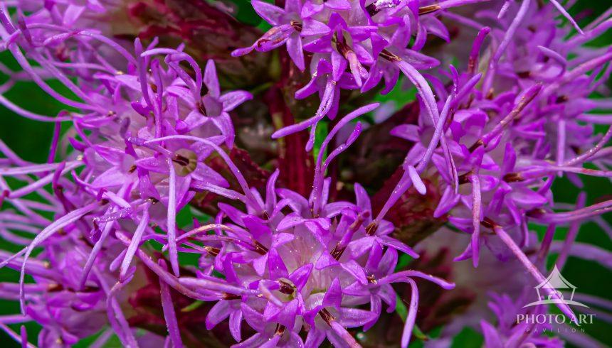 The fields on this day were alive with Dense Blazing Star along with many other fall flowers Enjoy