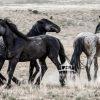 “The Wild Horses of Utah” In the wide, open expanse of Utah’s west desert, the wind whispers through