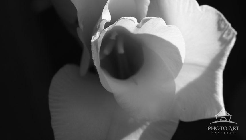 Gladiola study in black and white; flower in morning light