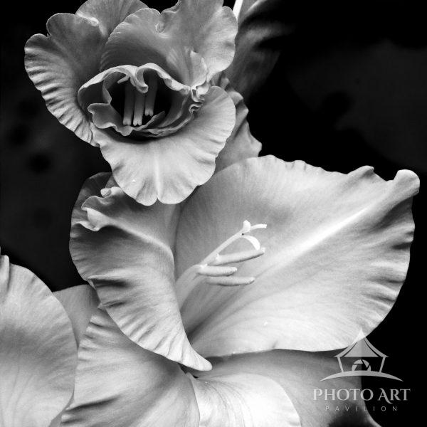 Gladiola study in black and white in the garden; midmorning summer sun