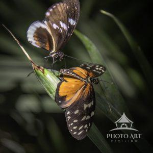 Butterflies