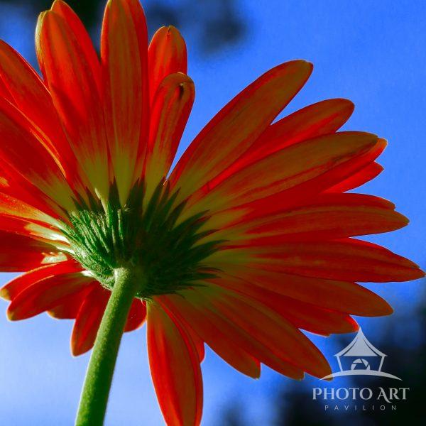 Digitally Mastered to enhance the colors, and highlight the construction of the Gerber daisy