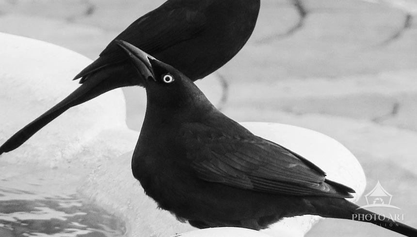 Looking past the 2 grackles resting at a fountain, when depicted in black and white, these grackles