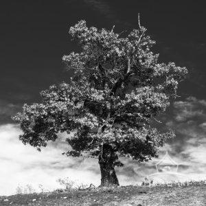 Black and White Landscape