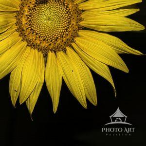 Sunflower Morning