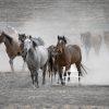 On The Run - Wild Onaqui Mustang Horses. ---They came running out of the haze — a living storm of