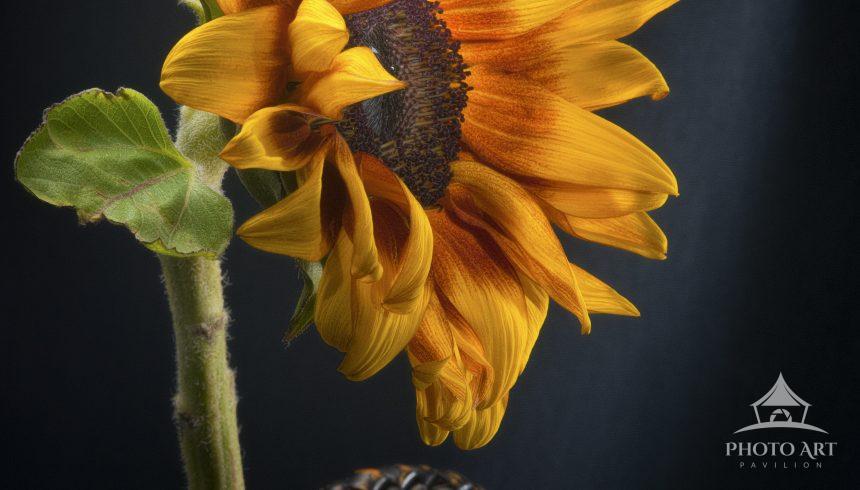 The artwork is a striking close-up photograph of a vibrant sunflower. The sunflower's rich yellow
