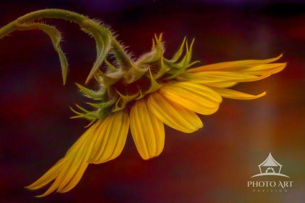 Ethereal Sunflower captures a close, side view of a sunflower, focusing on the textured green stem