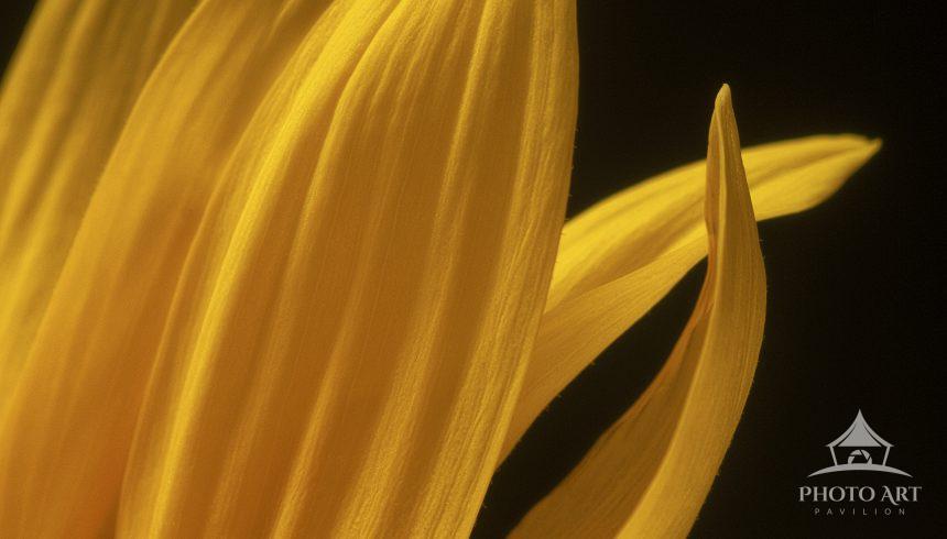 Golden Whispers of the Bloom presents a tight view of a yellow flower’s petals against a solid black