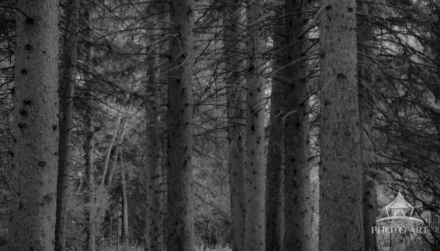 A wooded trail that leads to a waterfall in Spearfish Canyon in South Dakota.