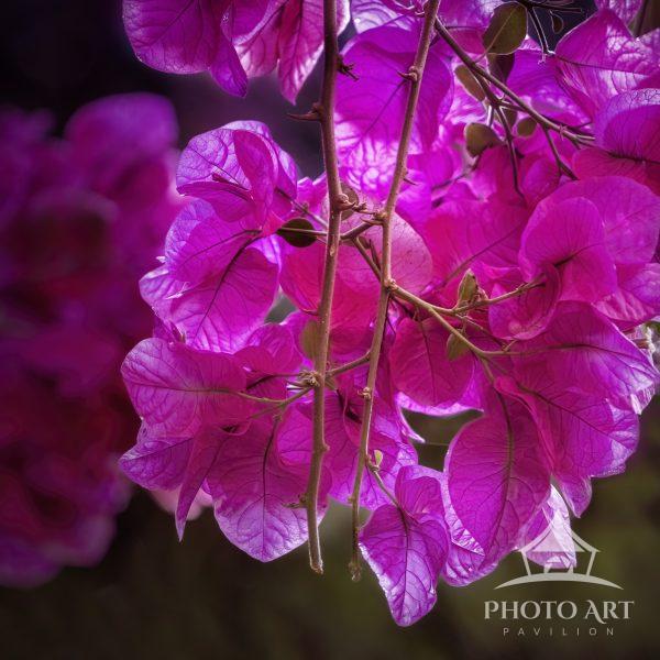 I just moved the light flowing thru the delicate flowers as they were handing down from a trellis at