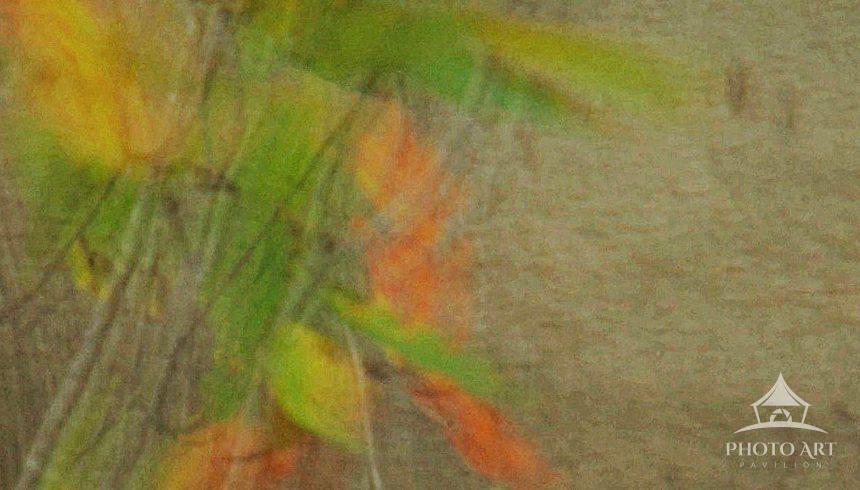 A fallen branch draped in autumn leaves rests on the woodland floor. Warm colors of Fall mingle