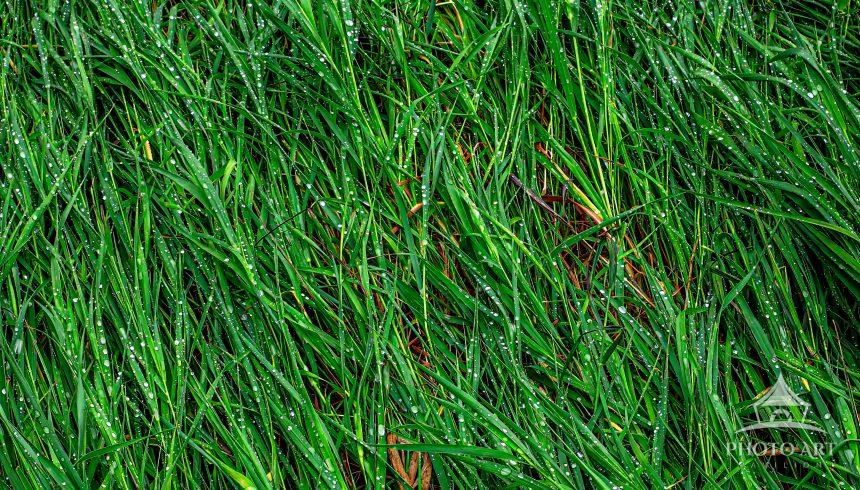 Simply a grassy patch on the path from the campground to the historic town just after a rain. Enjoy