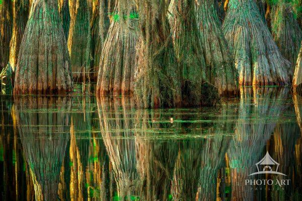 The trees are beautiful, but the reflection reveals so much.