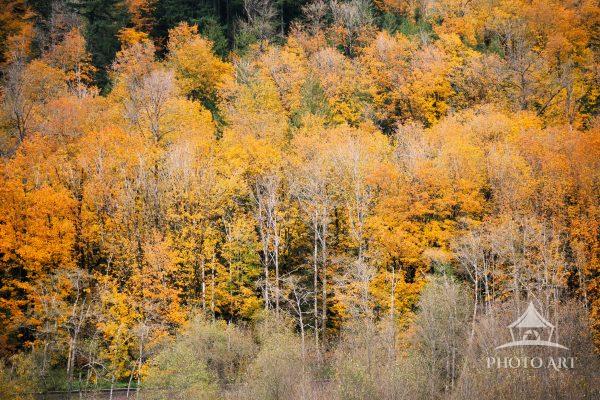 Fall trees
Gold and Orange