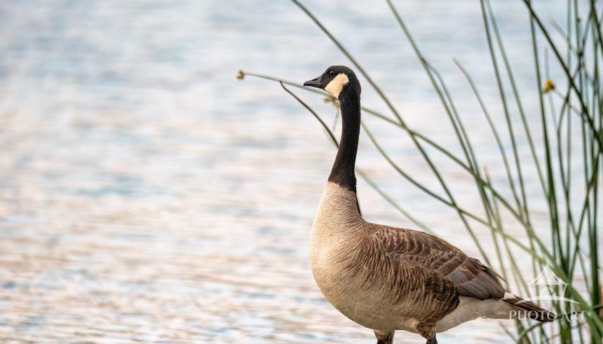 A Canada goose stands quietly on a rock at the water’s edge, captured in sharp profile against a