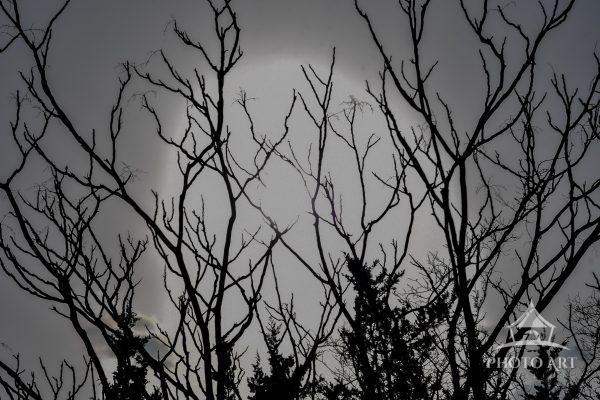 Walking at the path at Mount Sinai Harbor caught this picture of the sun through the bare trees of