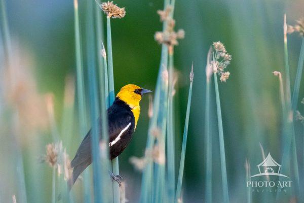 A yellow-headed blackbird stands poised among tall reeds, its vivid yellow head and chest sharply