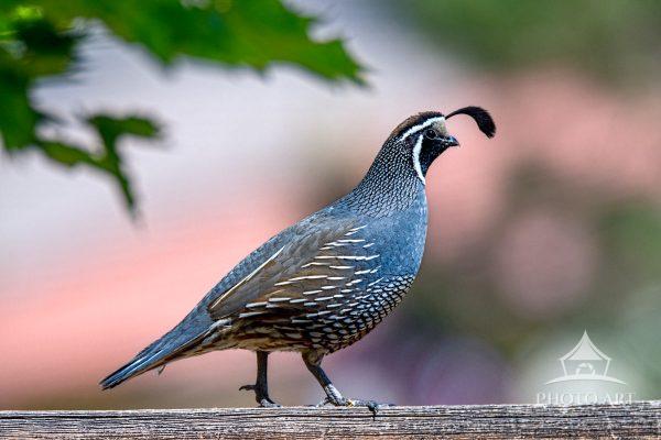 A California quail stands clearly defined against a softly blurred background, captured in sharp