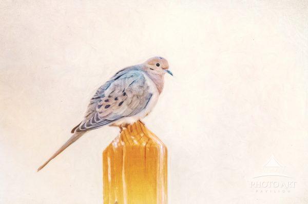 Quiet Grace on Burnished Wood presents a mourning dove poised with quiet confidence atop a smooth,