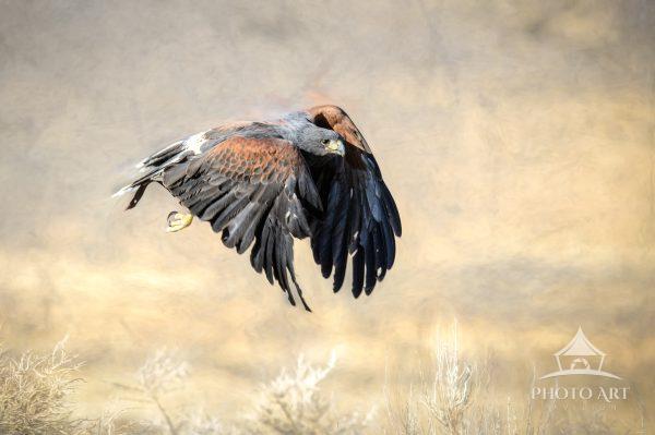 Crimson Wings in Silent Pursuit presents a Harris's hawk captured in precise mid-flight. The wings