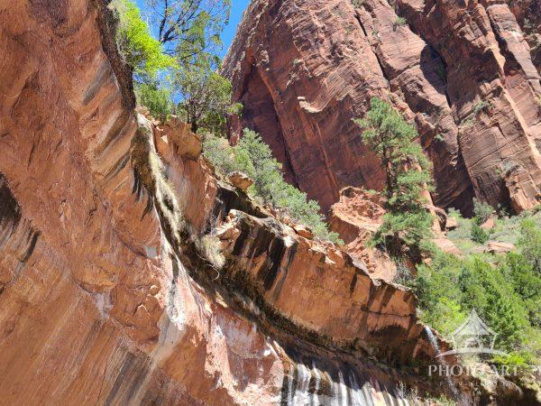 Trees growing from rock