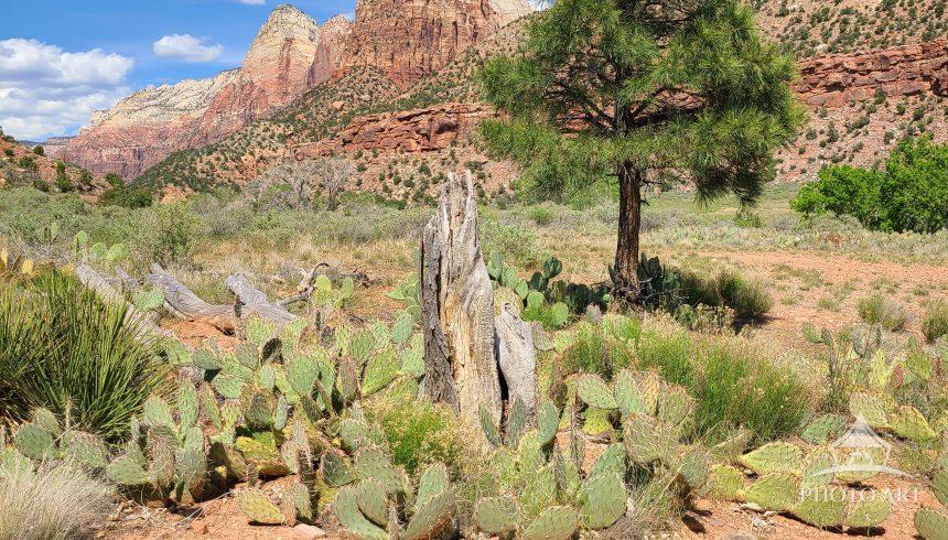 Cactus