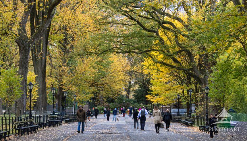 A stunning perspective of The Mall in Central Park, showcasing the majestic canopy of American Elms
