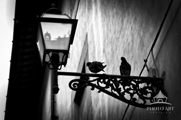 Twilight Vigil on Ornate Steel is a black-and-white photograph that frames a quiet moment between