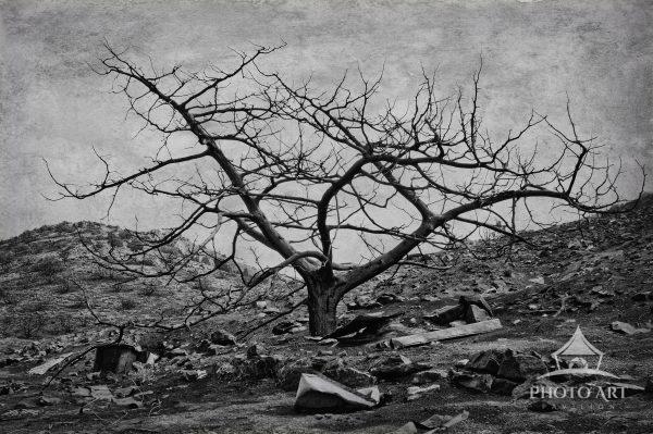 Scorched Earth captures a lone, leafless tree standing against a desolate, rocky terrain. The