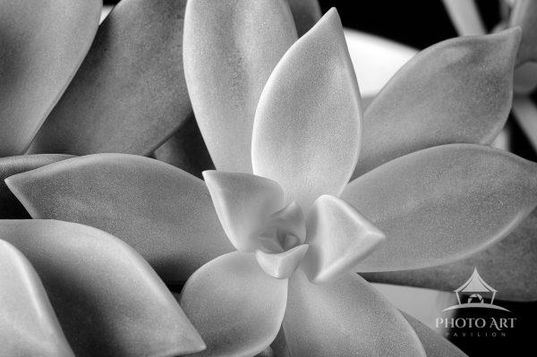 Succulent is a black-and-white photograph that distills the form of a single plant into an exercise