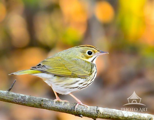 A small olive-colored oven bird perches delicately on a branch, surrounded by a warm, blurred