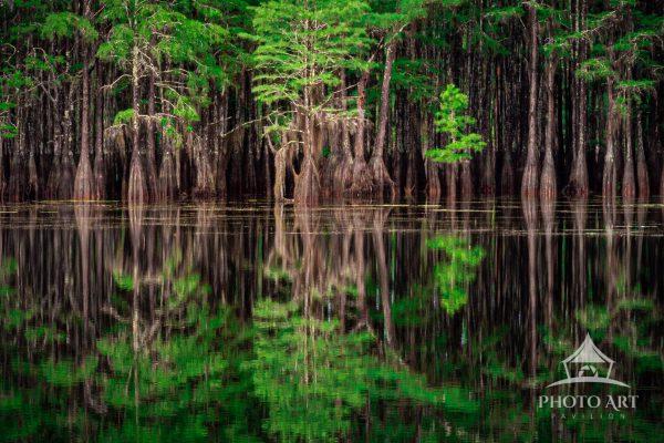 This is the fifth of 5 Rooted Reflections images. The swamp side of this Recreation Area provided