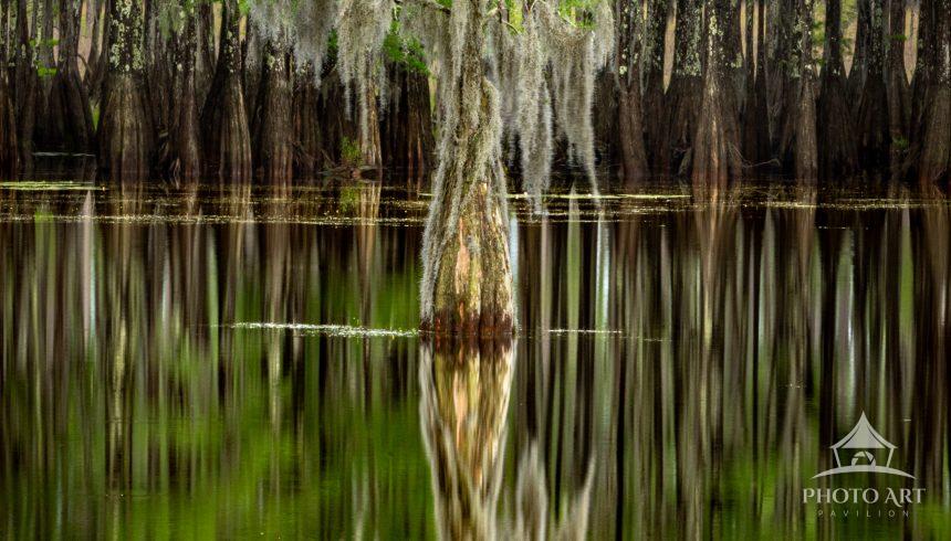 This is the thirdof 5 Rooted Reflections images. The swamp side of this Recreation Area provided