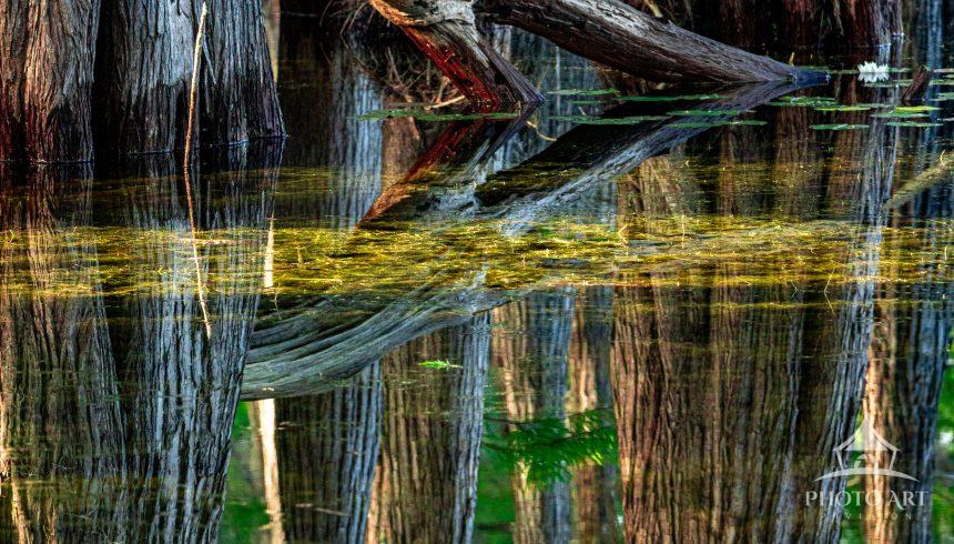 This is the first of 5 Rooted Reflections images. The swamp side of this Recreation Area provided