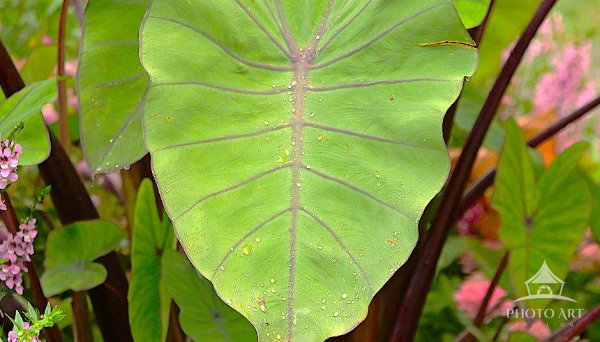 Taro leaf in blooming summer garden.