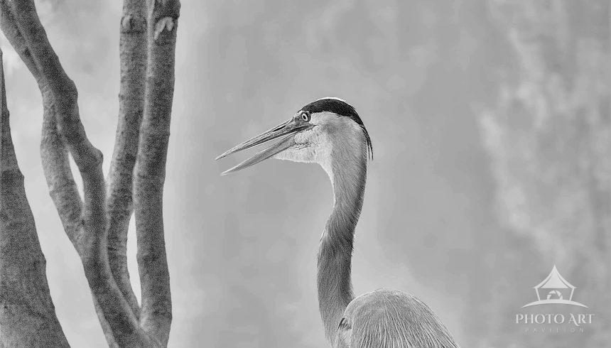 Beside the smooth, pale bark of a birch tree, a great blue heron stands in statuesque stillness. In