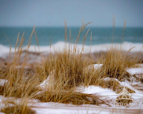 Snow-dusted dune grass stands quietly along a winter shoreline as the soft blue sea stretches