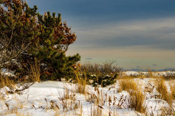 This photograph captures the serene beauty of the Robert Moses Snowy Dunes during the late