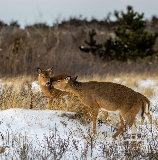 This evocative photograph captures a tender moment between two white-tailed deer amidst the snowy