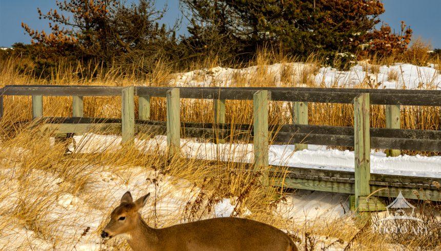 A white-tailed deer moves quietly through a snow-dusted field near the historic Fire Island