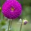 Pinnata Garden Dahlia displays it's perfect symmetry.