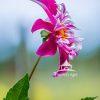 Multi-colored Garden Dahlia