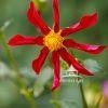 Garden Dahlia as it begins to unfold its petals.