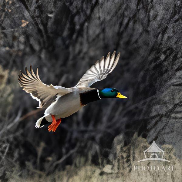 Mallards live in wetlands, eat water plants and small animals, and are social animals preferring to